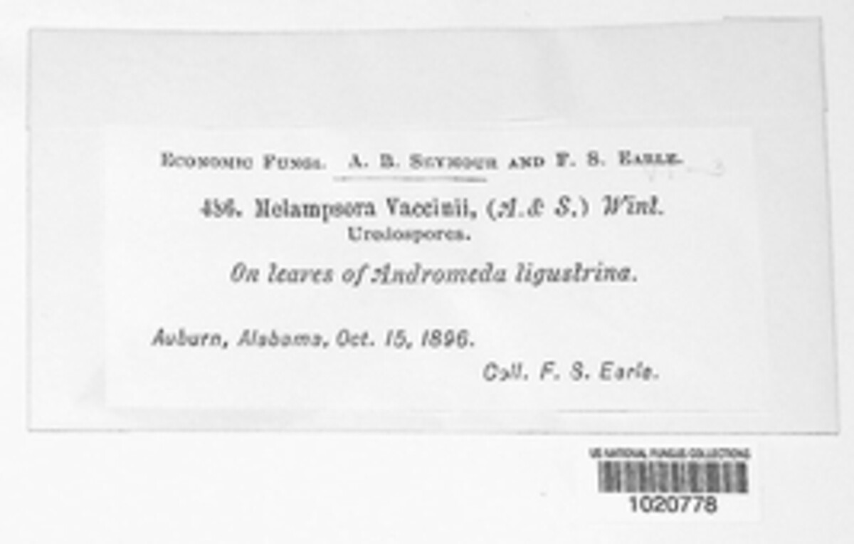Melampsora vaccinii image